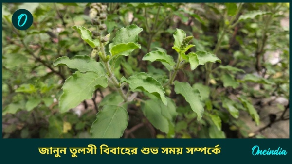 tulsi tulsi