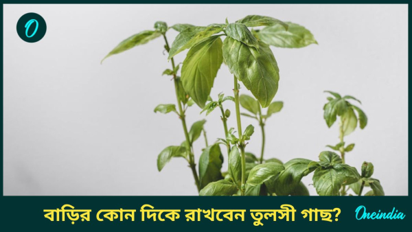 tulsi