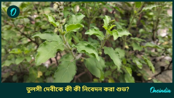 tulsi tulsi