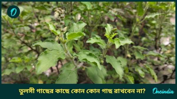 tulsi