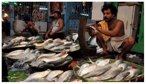 Hilsa