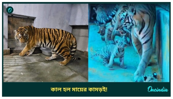 Siliguri Bengal Safari Park Siliguri Bengal Safari Park