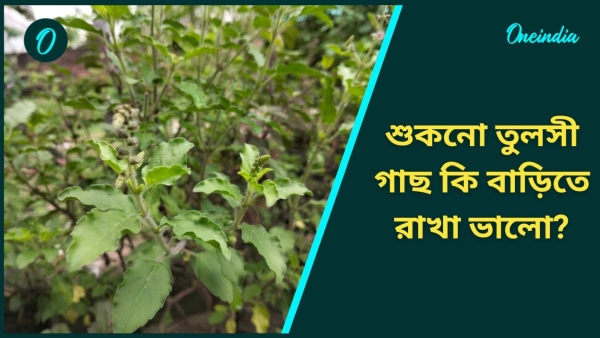 tulsi