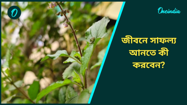 Holy Basil