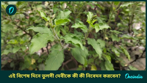 Tulsi Tulsi