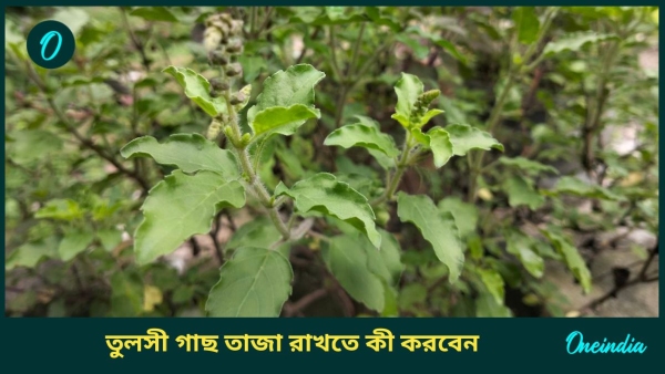 tulsi gach