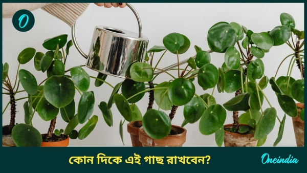 Money plant