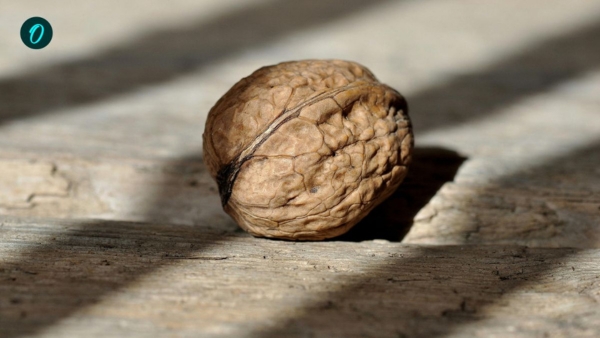 walnut