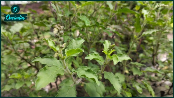 tulsi tulsi