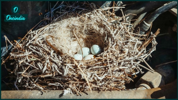 birg nest