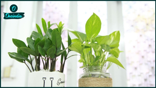 money plant
