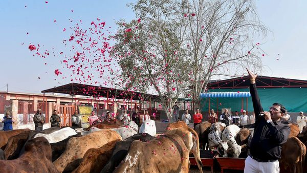Scientific laboratory research on traditional cow urine extract Scientific laboratory research on traditional cow urine extract