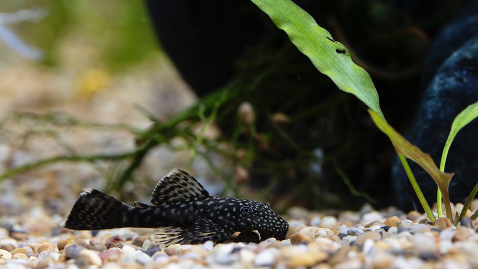  PM Kisan Yojana আসলে কি? 