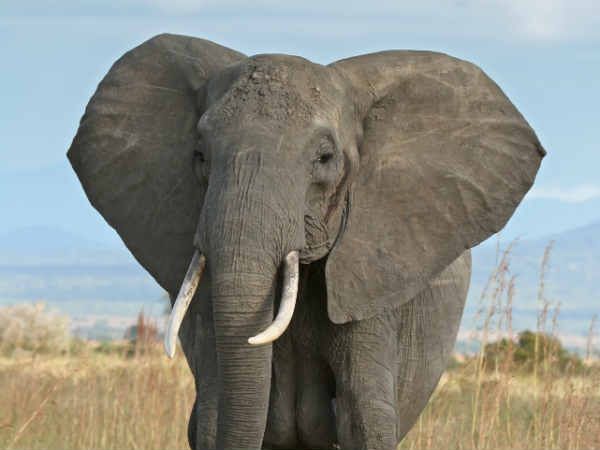 इतने प्यारे जानवरों को आप भविष्य में नहीं देख पाएंगे!