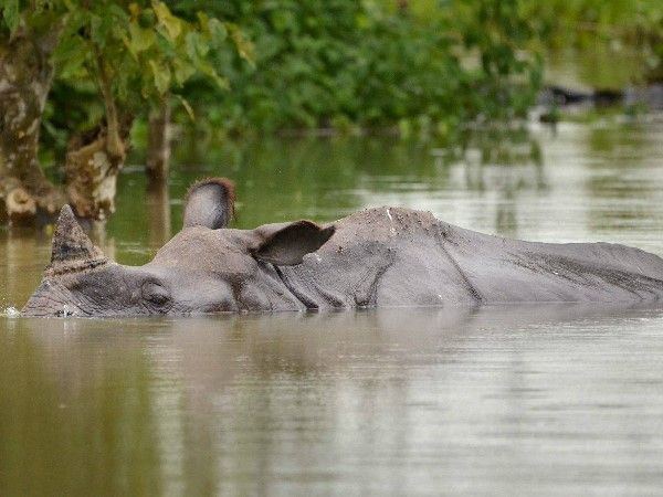 असम बाढ़: दुनियाभर में मशहूर काजीरंगा पार्क के 20 गेंडों की डूबने से मौत