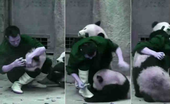 जब इस पांडा ने दवाई खाने से क‍िया इंकार, देख‍िए क्‍यों ? 