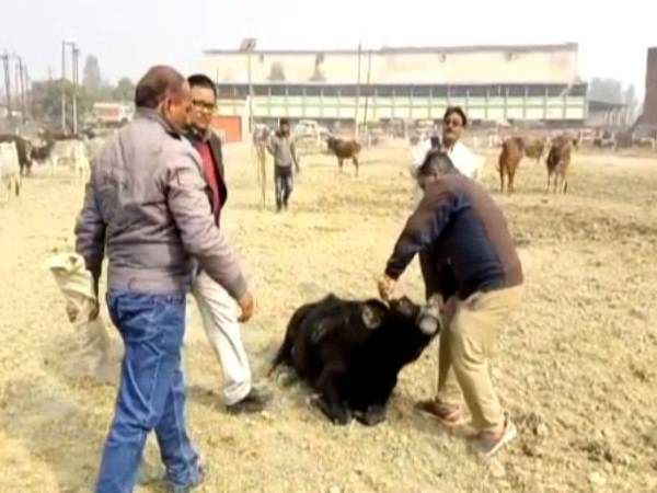 हरदोई: डीएम समेत 50 अधिकारियों ने गौ सेवा के लिए दिया एक दिन का वेतन