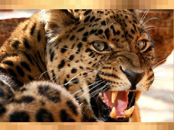 घर के अंदर आ घुसा तेंदुआ, मोहल्ले में मची अफरा-तफरी, 2 लोगों को जख्म देने के बाद हुआ काबू