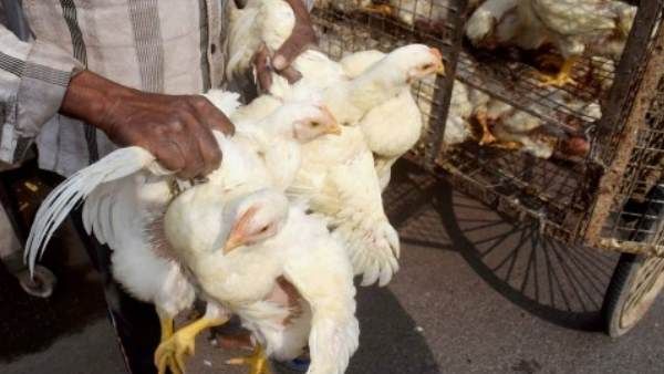 Bird Flu in India: पंजाब घोषित हुआ 'नियंत्रित क्षेत्र', असम ने पोल्ट्री उत्पाद के आयात पर लगाया प्रतिबंध