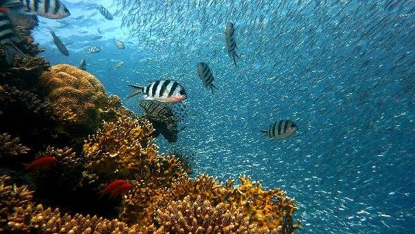 समुद्री तापमान बढ़ने से पिछले 10 साल में खत्म हुए 14 प्रतिशत कोरल रीफ