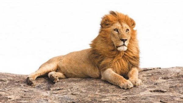 12 साल से है पार्टनर की तलाश, दुनिया में सबसे लोनली 'बेली' की कहानी से भावुक हुआ सोशल मीडिया