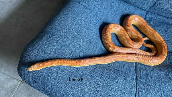 घर से गायब हुआ पालतू सांप छह महीने बाद मालकिन को मिला, फेसबुक ने किया बड़ा काम