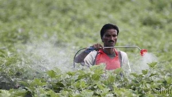 Pesticides Risks: सबके लिए काल बन गये हैं कीटनाशक