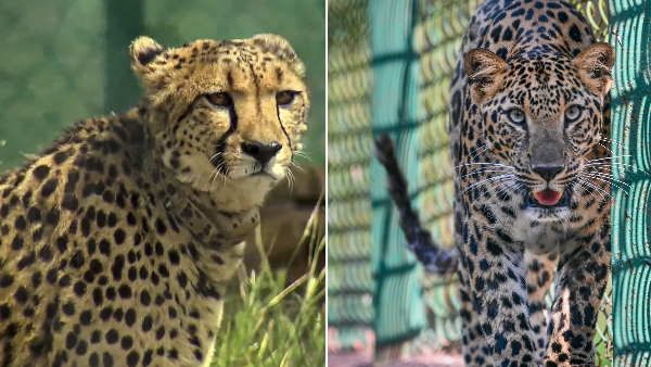 Kuno national park: अब अफ़्रीका से आने वाले 12 चीतों के लिए तैयार हो रहा कूनो नेशनल पार्क