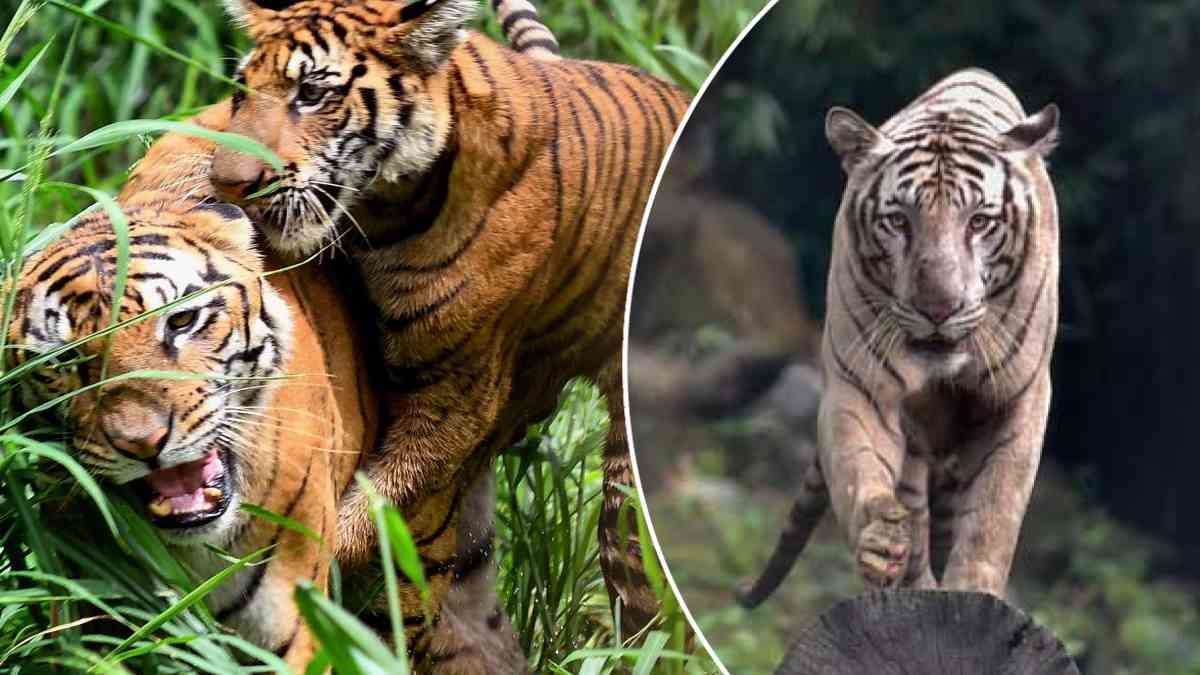 Project Tiger: क्यों घटने लगे थे बाघ, जो शुरू करना पड़ा प्रोजेक्ट टाइगर? जानें इसका इतिहास