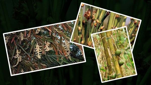 Mizoram: बांस के फूल, चूहे, अकाल और पूर्वोत्तर का अजीब रिश्ता