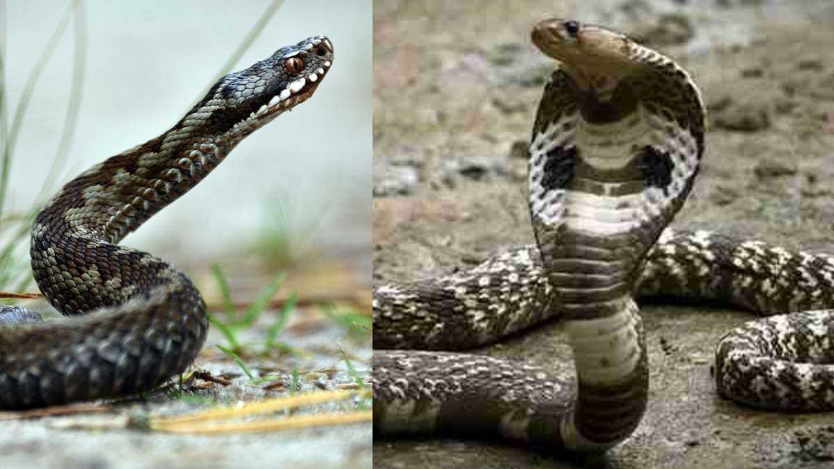 Snake Venom: सांपों के जहर का कहां होता है प्रयोग, कितना बड़ा है इसका व्यापार?