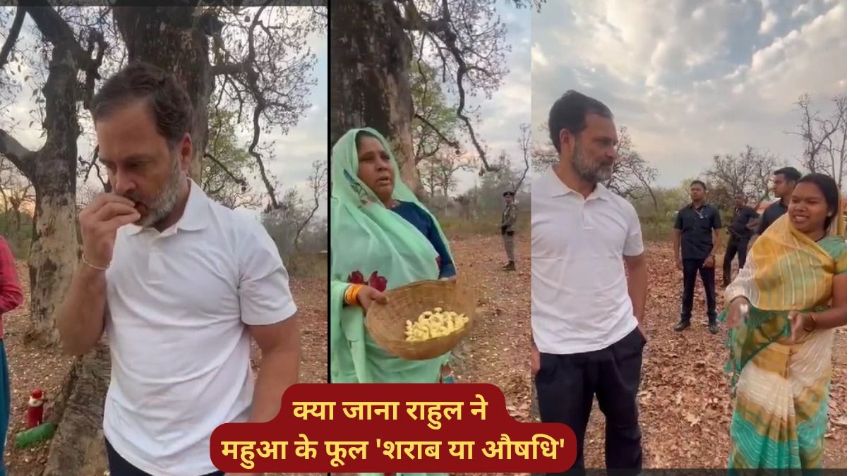 एमपी में राहुल गांधी ने आदिवासी महिलाओं से लेकर चखे महुआ के फूल, जानें ठर्रा शराब के अलावा क्या बनता है इनसे
