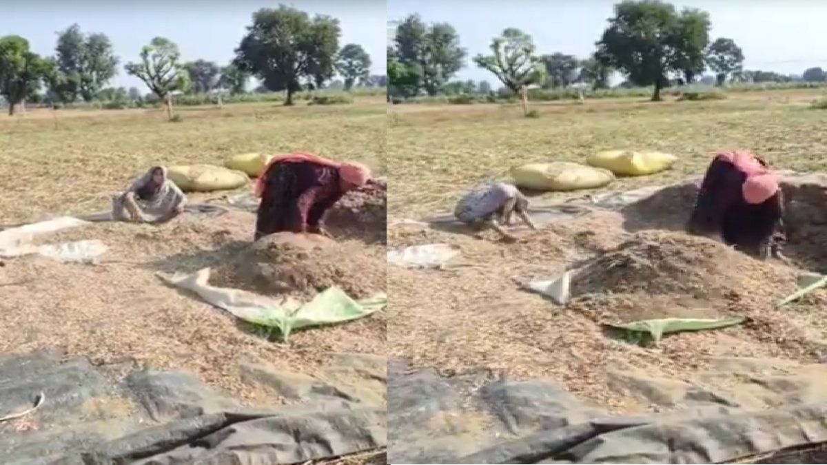 Rajasthan: कांग्रेस की भरतपुर से सांसद संजना जाटव का वीडियो वायरल, आखिर खेतों में क्यों कर रही काम ?