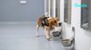 Can Dogs Detect Cancer? Bengaluru Startup Combines AI And Canine Scent Detection With Promising Results