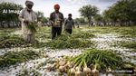 Rajasthan Weather: ओले और बारिश को लेकर IMD का अलर्ट, लहसुन और गेहूं की फसल तबाह