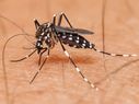 Where's the Zika virus headed next? India, says Lancet study