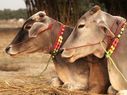 Karnataka polls: BJP's promise to ban cow slaughter makes a comeback