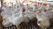 Bird Flu Lockdown in Bengaluru: 3km Zone Sealed After H5N1 Outbreak at Hesaraghatta Poultry Center