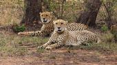 Bannerghatta Park Receives 4 Cheetahs From South Africa, Big Cats To Stay In 30 Day Quarantine