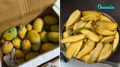 Woman’s Viral ‘Chemical-Free’ Mango Complaint Sparks Debate Over Artificial Ripening