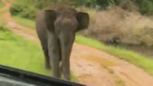  ಸಫಾರಿ ವಾಹನದ ಮೇಲೆ ದಾಳಿ ನಡೆಸಲು ಓಡಿ ಬಂದ ಆನೆ
