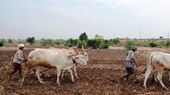 ಪೂರ್ವ ಮುಂಗಾರು ಮಳೆ: ಬಳ್ಳಾರಿಯಲ್ಲಿ ಕೃಷಿ ಚಟುವಟಿಕೆ ಚುರುಕು