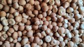 Arecanut Price: ದಾವಣಗೆರೆ ಮಾರುಕಟ್ಟೆಯಲ್ಲಿ ಅಡಿಕೆ ಧಾರಣೆ ಮತ್ತಷ್ಟು ಇಳಿಕೆ, ಇಲ್ಲಿದೆ ಜೂನ್ 25ರ ದರಪಟ್ಟಿ   