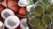 Copra price: ಅರಸೀಕೆರೆ ಮಾರುಕಟ್ಟೆಯಲ್ಲಿ ಕೊಬ್ಬರಿ ಧಾರಣೆ ದಿಢೀರ್ ಕುಸಿತ 