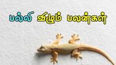 பல்லி விழும் பலன்.. கண் மீது பல்லி விழுந்து விட்டதா? கவலைப்படாதீங்க.. தோஷத்திற்கு பரிகாரம் என்ன? 