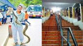 12 அடி மலைப்பாம்பு திருப்பதி அலிப்பிரி நடைபாதையில்   .. ஓட்டம் பிடித்த பக்தர்கள்.. வைரலாகும் வீடியோ
