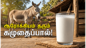 கழுதைப்பால் குடிப்பதால் இவ்வளவு நன்மைகளா? நோய் எதிர்ப்பு சக்தி முதல் பளபளப்பான சருமம் வரை!