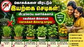Outdoor Plants: லிக்விடேட்டரை தூக்கி போடுங்கள்! வீட்டிற்குள் கொசு வராமல் தடுக்கும் வைங்க!