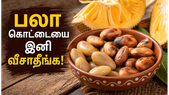 பலா கொட்டையில் இவ்வளவு நன்மைகளா? நோய் எதிர்ப்பு சக்தியை அதிகரிக்க இதை இப்படி சாப்பிடுங்க!