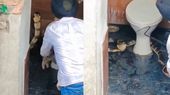 கழிவறையை திறந்தால் 10 அடியில் எழுந்து நின்ற ராஜநாகம்.. ஓபன் பண்ணியவருக்கு ட்விஸ்ட்.. வீடியோ பாருங்க
